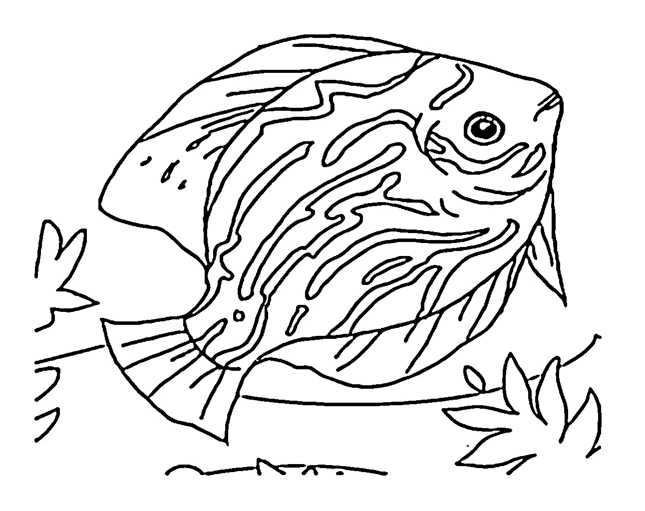 ikan hias Black and white pictures coloring book 022
